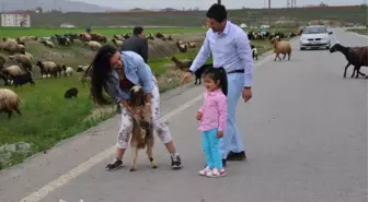 Besiciler Muş'a Geri Dönmeye Başladı