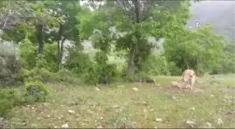 Teröristlerin Tuzakladığı 2 Patlayıcı Düzeneği Imha Edildi