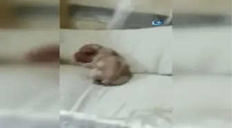 Yeni Doğan Köpek 'Anne' Diye Bağırdı