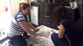 Yeni Doğan Köpek 'Anne' Diye Bağırdı