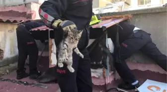 Aksaray'da Kedi Kurtarma Operasyonu