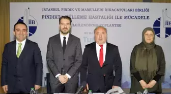 'Fındıkçının Korkulu Rüyası Külleme Nedeniyle Kayıp 300 Milyon Dolar'