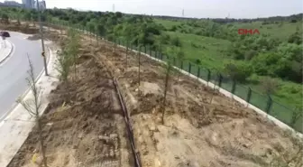 Istanbul'da Kent Içi ve Tem Yolundaki Fidanlar Büyüdü, Kuzey Marmara Otoyolu Kenarlarındakilerin...