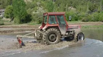 Hanönü'de Çeltik Ekimi Başladı