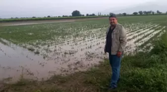 Manisa'da Dolu Yağışı Üzüm Bağlarını Vurdu