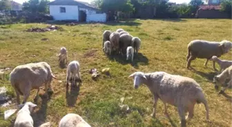 Muhtarın Koyunu Üçüncü Kez İkiz Yavruladı