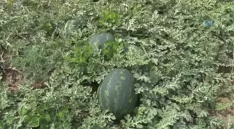 Adana'da Turfanda Karpuz Hasadı Başladı