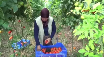 Antalya Domates Fiyatları Çiftçiyi Sevindirdi-1