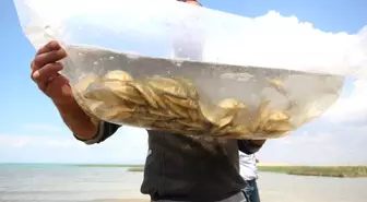 Beyşehir Gölü'ne Yavru Sazan Dopingi