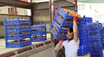 Domates Fiyatları Çiftçiyi Sevindirdi