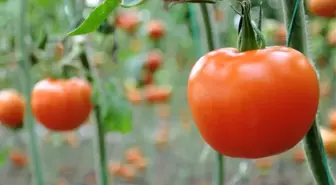 Domatesin Ateşi Düştü