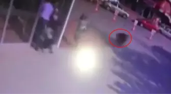 Konya'da Şehre İnen Yaban Domuzu Genç Kadını Kovaladı