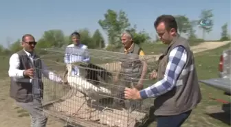 Tedavisi Biten Kuşlar Özgürlüğüne Kavuştu