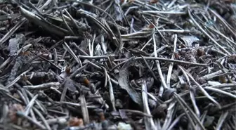 Zararlı Böceklere Karşı Yeni Karınca Kolonileri Oluşturuluyor