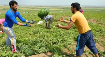 Adana'da Turfanda Karpuz Hasadı Başladı