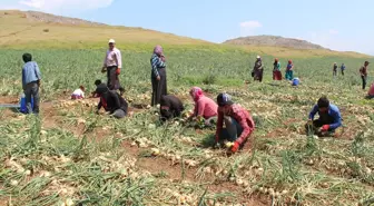 Kuru Soğanda İhracat Beklentisi