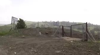 Annesinin Babasının Dalıydı, Şimdi Orman Oldu'