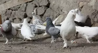 Bir Tutkudur 'Güvercin'