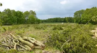 Silivri'de Ormanlık Alandaki Ağaçların Kesilmesine Tepki
