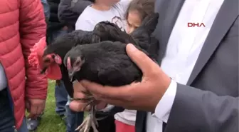 Tokat 300 Farklı Tür Süs Tavuğu Görücüye Çıktı