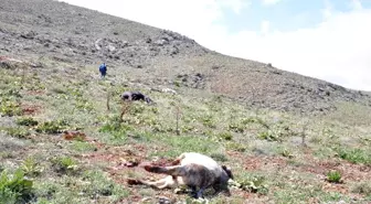 2 Kilometre Kovaladılar, Sonunda Vurdular