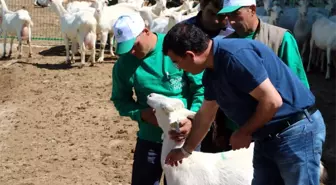 4 Bin Lira Maaşla Çoban Yetiştiriyorlar