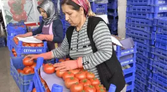 Domatesin Ateşi Düşüyor