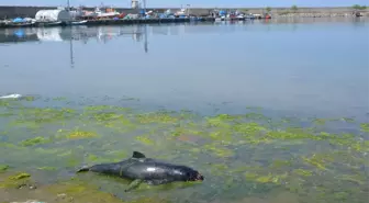 Karadeniz'de Endişelendiren Görüntü