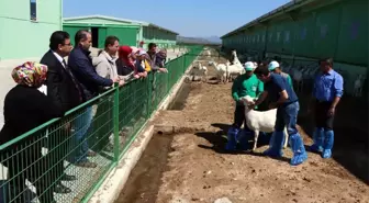 4 Bin Lira Maaşla Çoban Yetiştiriyorlar