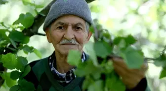 Giresun'da Dün Gece Etkili Olan Fırtına Fındık Bahçelerine Zarar Verdi