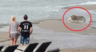 Plaja Vuran Ölü İneği Gören Turistler Bakakaldı