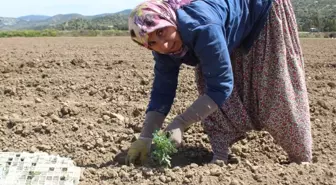 Domates Üreticisi Umut Dolu Bir Sezon Bekliyor