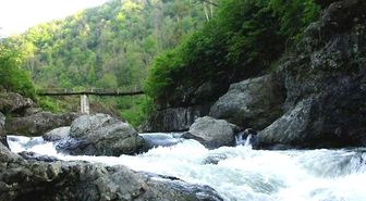 Ordu'nun Derelerinde 'Japon Sazanı' Tehlikesi