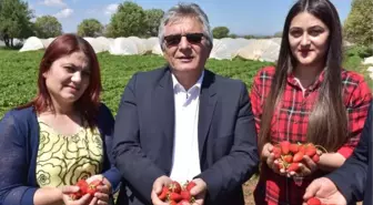 Çilekin Başkentinde Festival Heyecanı