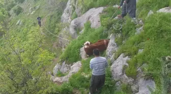 Köylüler, İnek Sürüsünü Kurtarmak İçin Kayaları Parçaladı