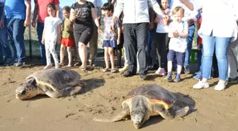 Tedavileri Tamamlanan Caretta Carettalar Denizle Buluştu