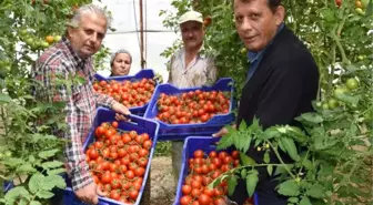 Demre Hali'nde Domatesin Kilosu 70 Kuruşa Düştü