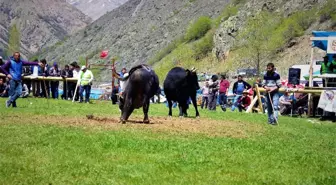 Aksu Boğa Güreşleri Festivali Yapılıyor