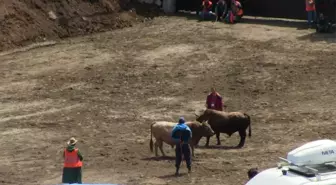 Artvin'de Kıran Kırana Boğa Güreşi