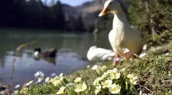 Limni Gölü'nde Turizm Sezonu Hızlı Başladı