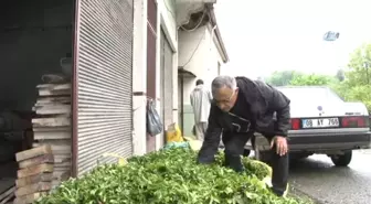 Rize'de Yaş Çay Hasadı Başladı