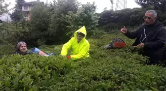 Rize'de Yaş Çay Hasadına Başlandı
