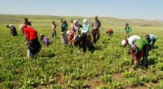 Aksaray'da Mevsimlik İşçilerin Çapa Mesaisi Başladı