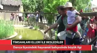 Dev Timsahları Elleri ile Beslediler