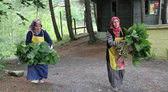 3. Samsun Yöresel Ot Yemekleri Festivali