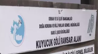 Kuyucak Gölü Angutlarla Görsel Şölen Sunuyor - Kars