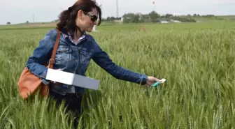 Süne ile Biyolojik Mücadelede 700 Bin Faydalı Böcek Salındı