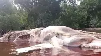 Kimse Ne Olduğunu Bilmiyor! Kıyıya Vuran 15 Metrelik Devasa Yaratık 3 Gündür Bekliyor