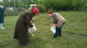 Yöresel Yenilebilir Ot Çeşitleri Toplama Yarışması