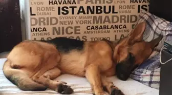 Köpeğini Getirene 5 Bin Lira Verecek